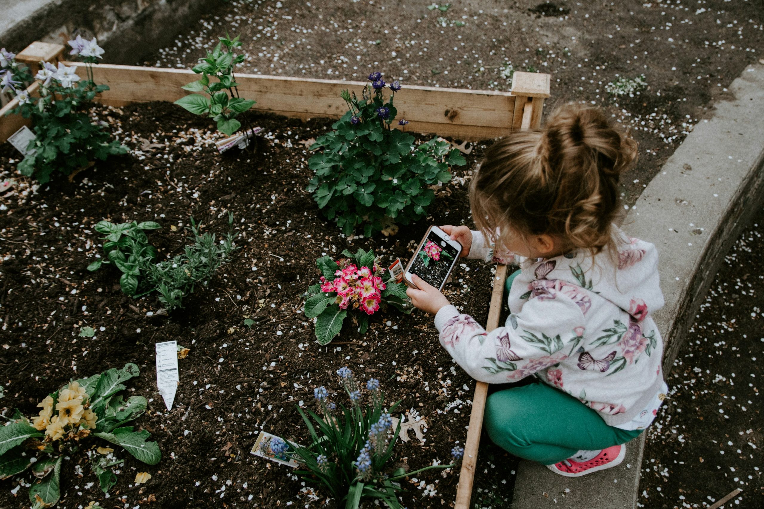 A little girl taking a picture of a plant with a phone while standing beside a garden bed.