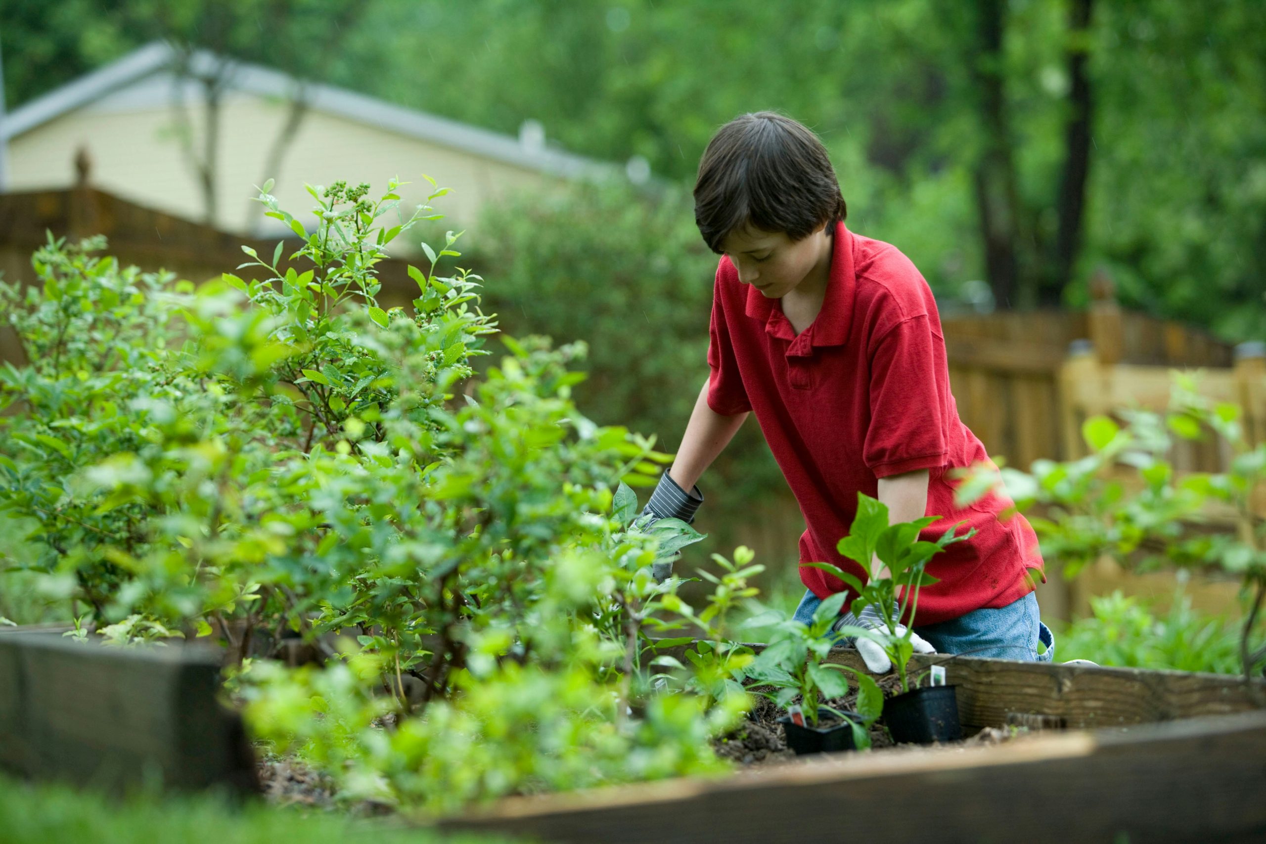 A teenager working on a garden bed, planting or tending to the soil in a community garden.