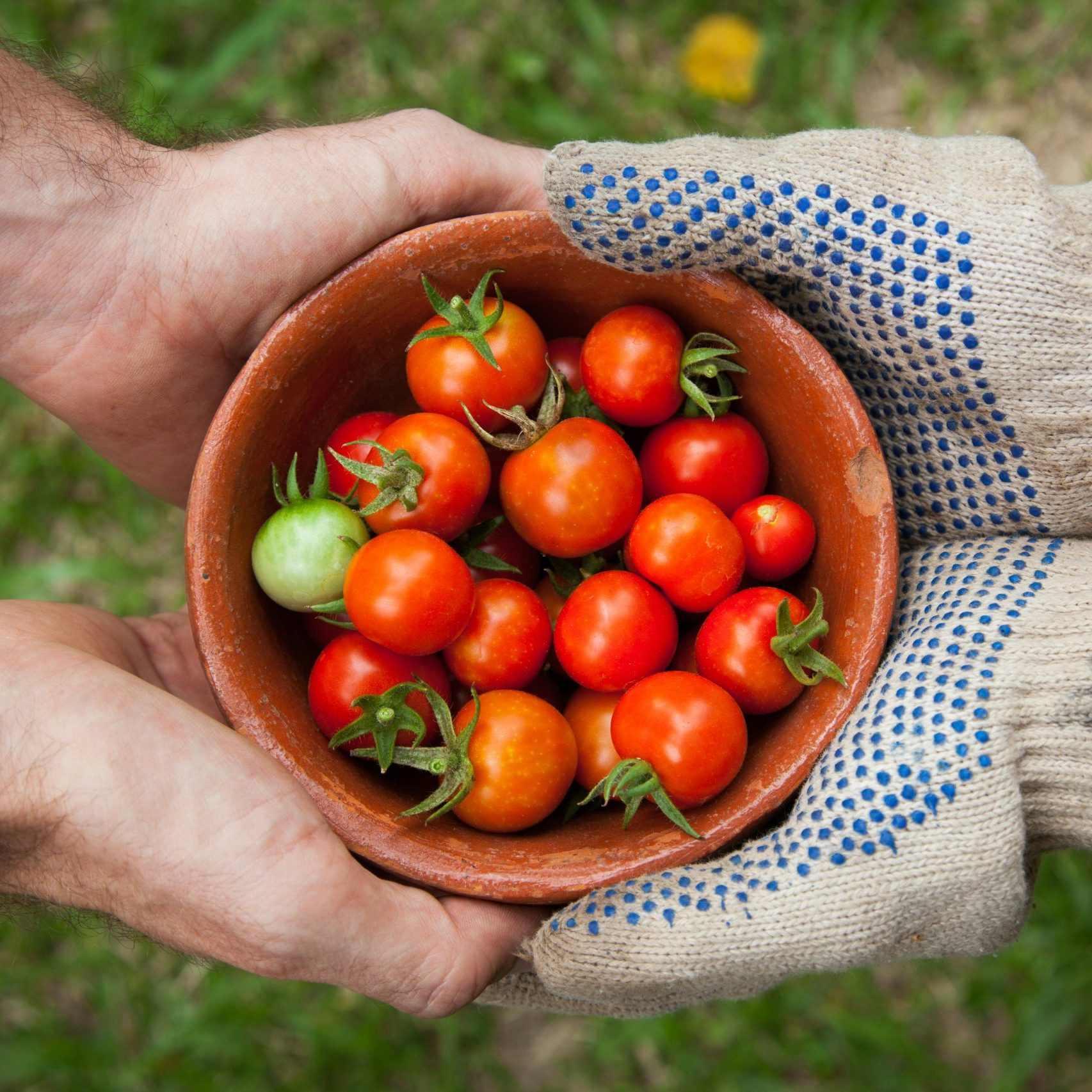 Close-up of four hands holding a bowl filled with cherry tomatoes.