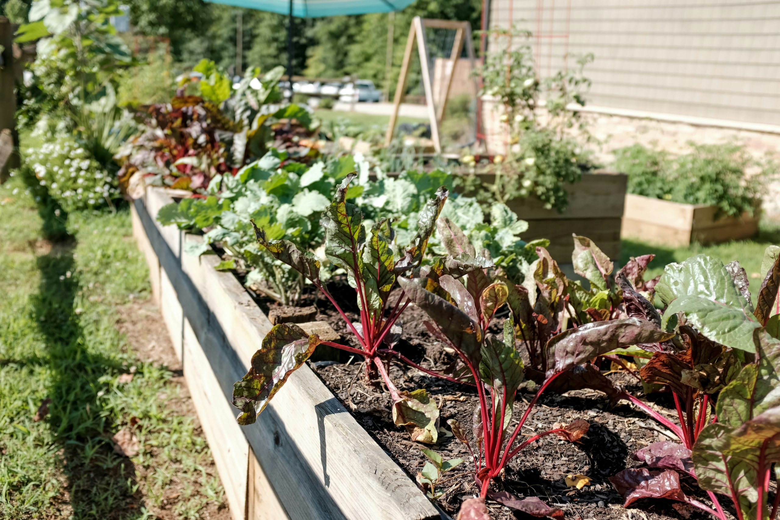 A wooden garden bed filled with a variety of growing vegetables