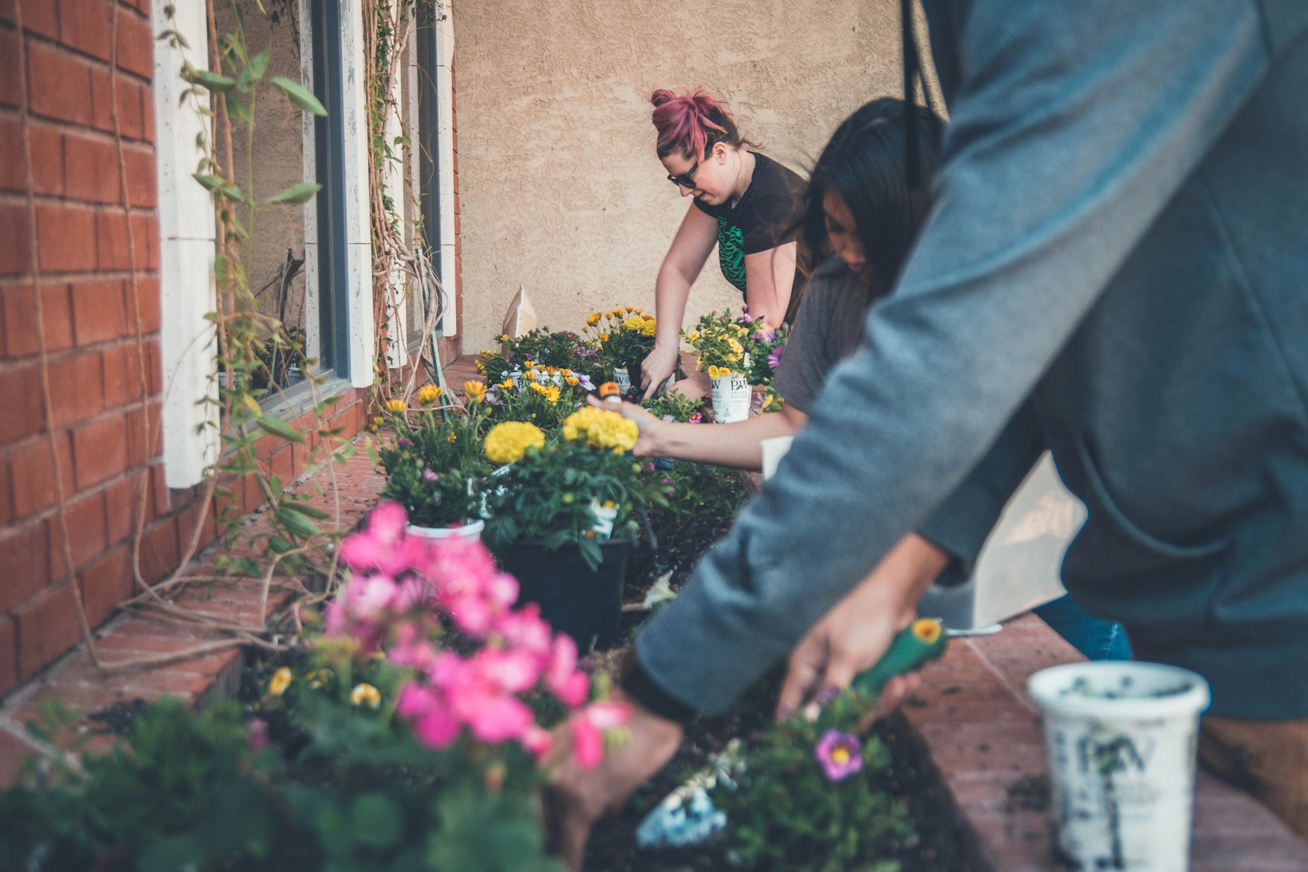 A group of people working together on a garden bed, planting or tending to the soil.