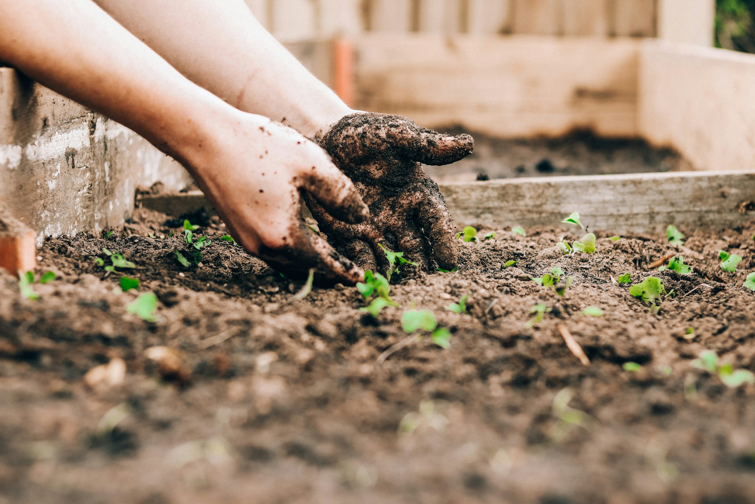 Close-up of two hands working in the soil of a garden bed, planting or tending to plants.